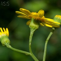 Oxford Ragwort